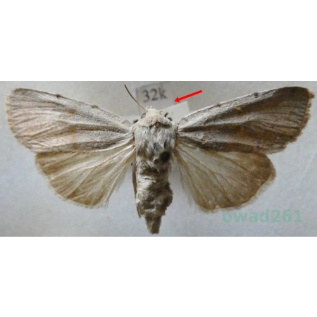 Xestia ashworthii (Doubleday, 1855) Rolnica woskówka Czech32k